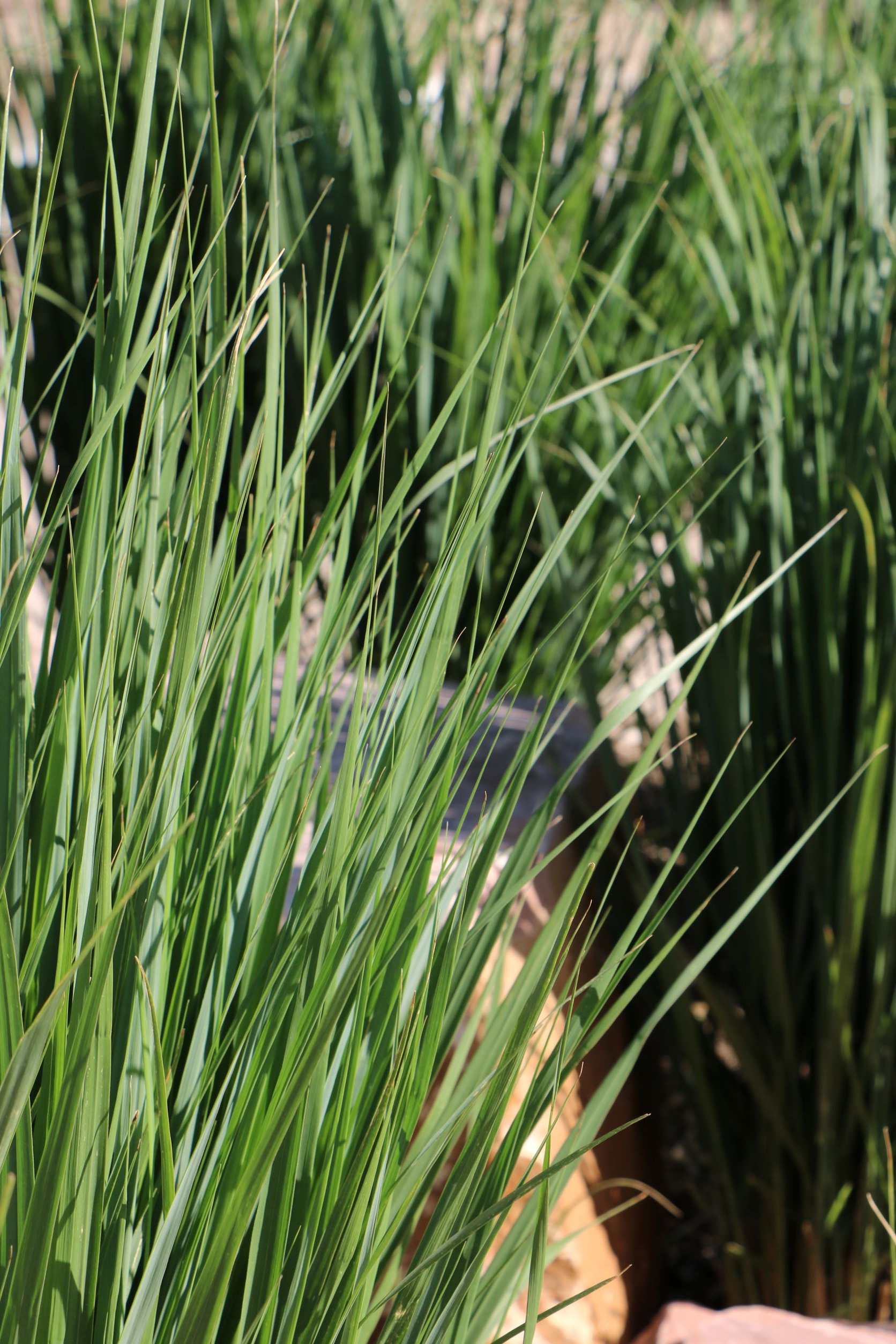 Northwind Switchgrass